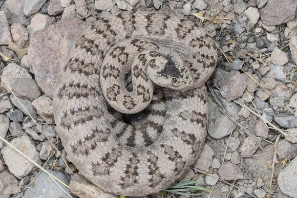 Great Basin Rattlesnake - Crotalus oreganus lutosus