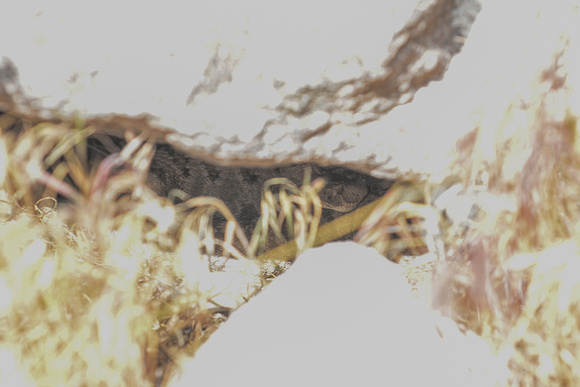 Great Basin Rattlesnake under a rock-