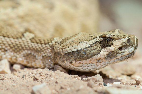 Grand Canyon Rattlesnake- Crotalus oreganus abyssus