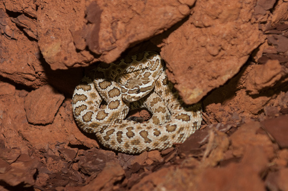 Grand Canyon Rattlesnake- Crotalus oreganus abyssus (juvenile)