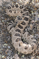 Great Basin Rattlesnake - Crotalus oreganus lutosus