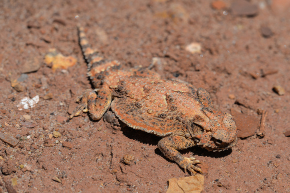 Desert Horned Lizard -Phrynosoma platyrhinos