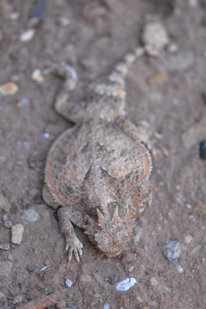 Desert Horned Lizard -Phrynosoma platyrhinos