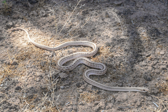 Mohave Patch-nosed Snake -  Salvadora hexalepis mojavensis