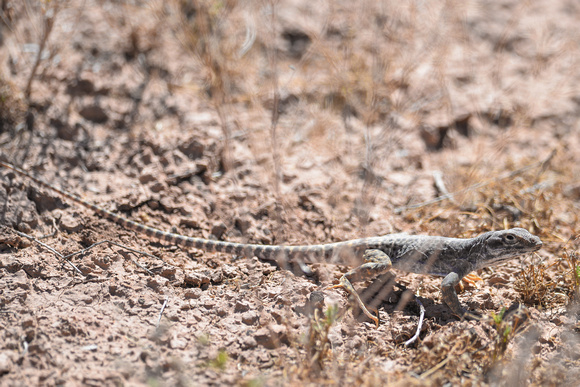 Long-nosed Leopard Lizard - Gambelia wislizenii