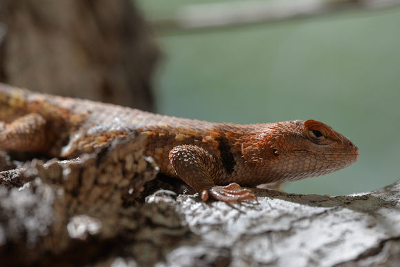 Yellow-backed Spiny Lizard-  Sceloporus uniformis(female)