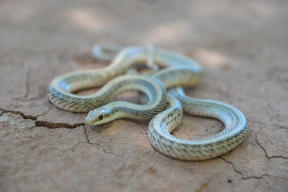 Mohave Patch-nosed Snake -  Salvadora hexalepis mojavensis