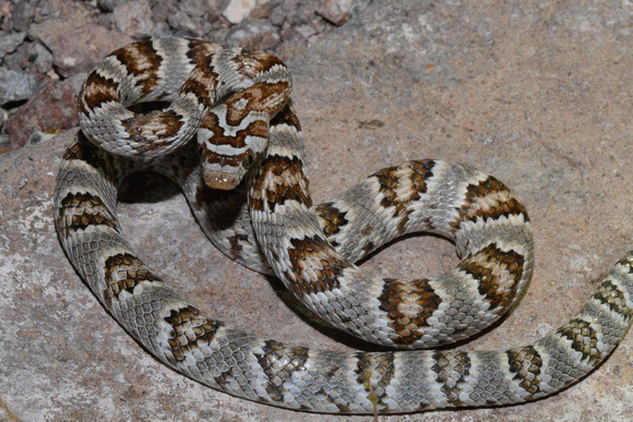 Sonoran Lyre Snake -Trimorphodon biscutatus lambda