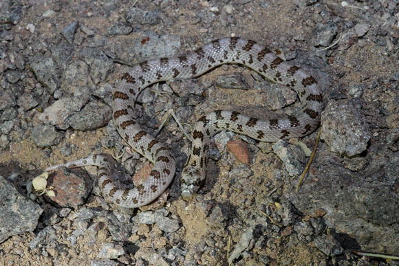 Spotted Leaf-nosed Snake - Phyllorhynchus decurtatus