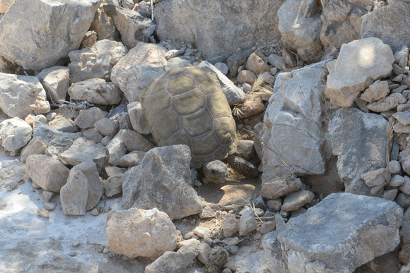 Mohave Desert Tortoise - Gopherus agassizii