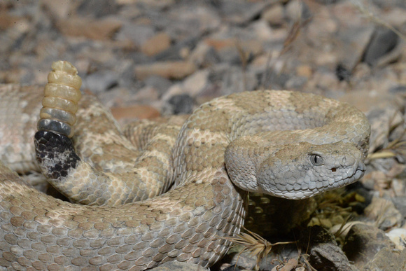 Panamint Rattlesnake - Crotalus stephensi