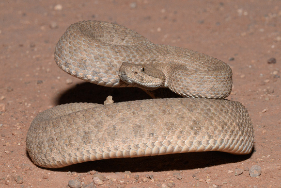 Midget Faded Rattlesnake Crotalus oreganus concolor