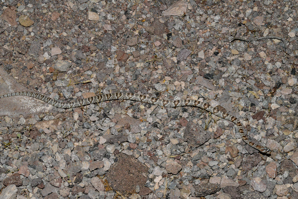 Sonoran Lyre Snake -Trimorphodon biscutatus lambda
