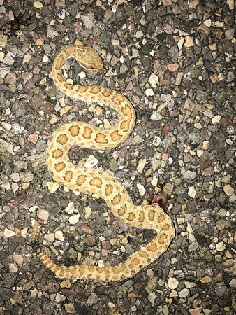 Midget Faded Rattlesnake Crotalus oreganus concolor - DOR, near Boulder UT