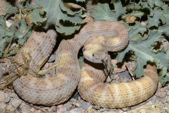 Panamint Rattlesnake - Crotalus stephensi