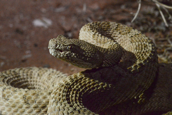 Midget Faded Rattlesnake Crotalus oreganus concolor