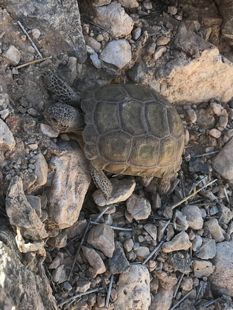Mohave Desert Tortoise - Gopherus agassizii