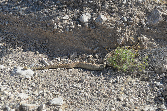 Great Basin Gopher Snake - Pituophis catenifer deserticola